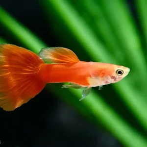 Billig Guppy "Red blond" (Poecilia reticulata)